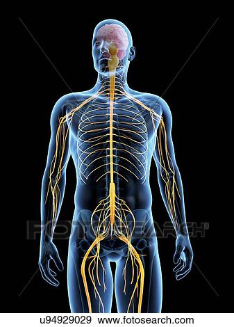 Stock Illustration - "Human nervous system, Illustration". Fotosearch