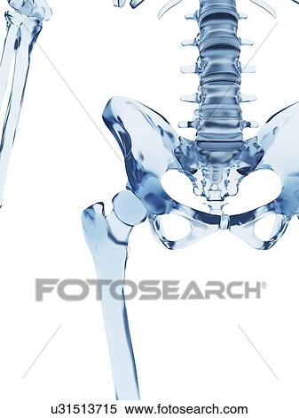 Stock Illustration - "Human pelvis, Illustration". Fotosearch