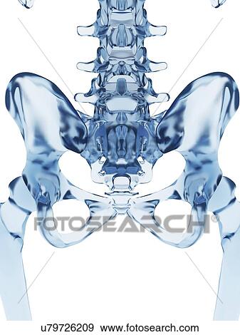 Stock Illustration - "Human pelvis, Illustration". Fotosearch