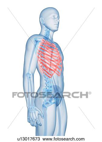 "Human ribcage, Illustration" View Large Illustration Drawing - "Human ribcage, Illustration". Fotosearch
