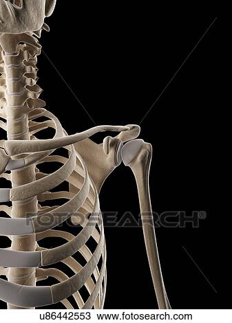 "Human ribcage, Illustration" View Large Illustration Drawing - "Human ribcage, Illustration". Fotosearch