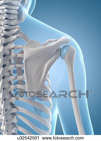 "Human shoulder bones, Illustration" View Large Illustration Clip Art - "Human shoulder bones, Illustration". Fotosearch
