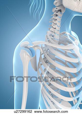 "Human shoulder bones, Illustration" View Large Illustration Drawing - "Human shoulder bones, Illustration". Fotosearch