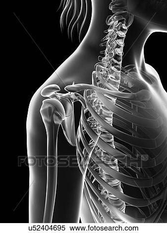 Stock Illustration - "Human shoulder joint, Illustration". Fotosearch
