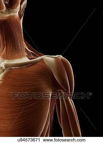 "Human shoulder muscles, Illustration" View Large Illustration Clip Art - "Human shoulder muscles, Illustration". Fotosearch