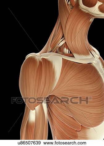Stock Illustration - "Human shoulder muscles, Illustration". Fotosearch