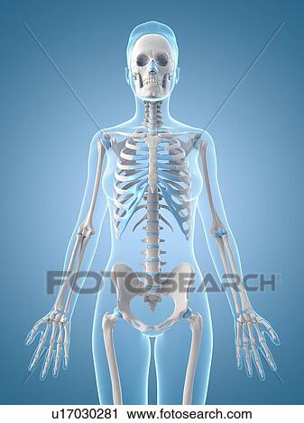 "Human skeletal structure, Illustration" View Large Illustration Clip Art - "Human skeletal structure, Illustration". Fotosearch
