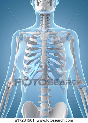 Clip Art - "Human skeletal structure, Illustration". Fotosearch