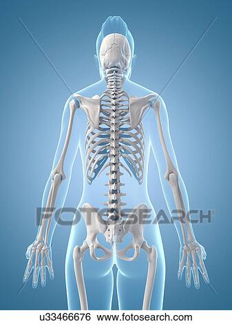 "Human skeletal structure, Illustration" View Large Illustration Stock Illustration - "Human skeletal structure, Illustration". Fotosearch