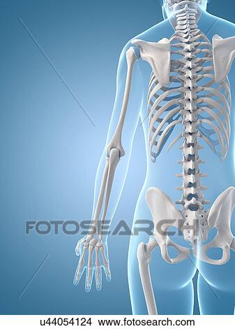Stock Illustration - "Human skeletal structure, Illustration". Fotosearch