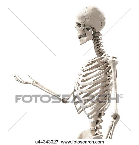 "Human skeletal structure, Illustration" View Large Illustration Stock Illustration - "Human skeletal structure, Illustration". Fotosearch