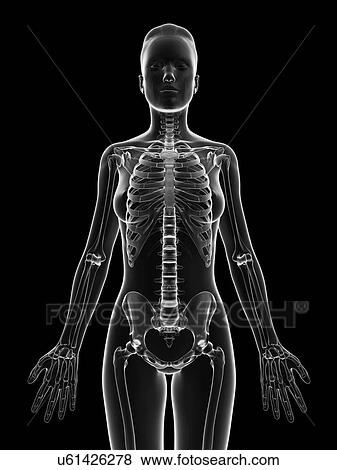 Stock Illustration - "Human skeletal structure, Illustration". Fotosearch