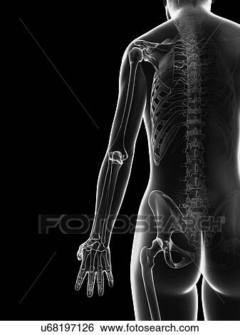 Stock Illustration - "Human skeletal structure, Illustration". Fotosearch