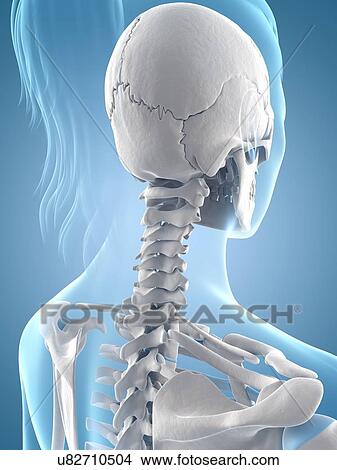 "Human skeletal structure, Illustration" View Large Illustration Stock Illustration - "Human skeletal structure, Illustration". Fotosearch