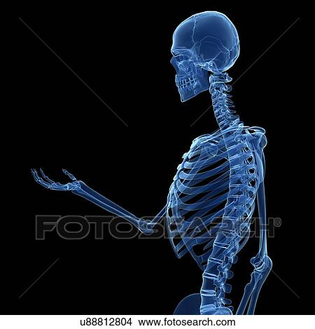 "Human skeletal structure, Illustration" View Large Illustration Stock Illustration - "Human skeletal structure, Illustration". Fotosearch