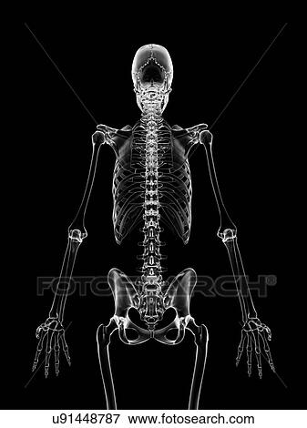 "Human skeletal structure, Illustration" View Large Illustration Stock Illustration - "Human skeletal structure, Illustration". Fotosearch