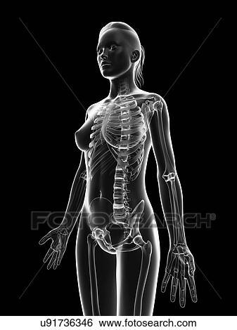 Stock Illustration - "Human skeletal structure, Illustration". Fotosearch