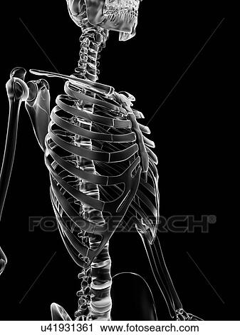 Clip Art - "Human skeletal system, Illustration". Fotosearch