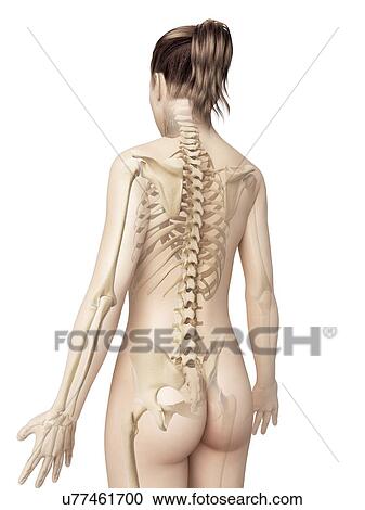 "Human skeletal system, Illustration" View Large Illustration Clipart - "Human skeletal system, Illustration". Fotosearch