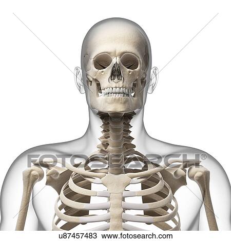 Drawing - "Human skeletal system, Illustration". Fotosearch