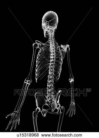Stock Illustration - "Human skeletal system, Illustration". Fotosearch