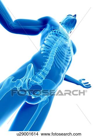 Stock Illustration - "Human skeletal system, Illustration". Fotosearch