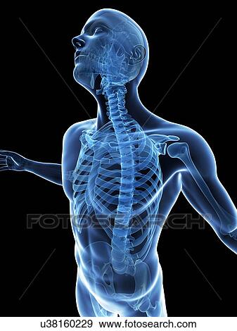"Human skeletal system, Illustration" View Large Illustration Stock Illustration - "Human skeletal system, Illustration". Fotosearch