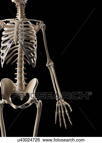 Stock Illustration - "Human skeletal system, Illustration". Fotosearch