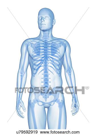Stock Illustration - "Human skeletal system, Illustration". Fotosearch