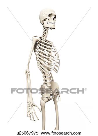 "Human skeleton, Illustration" View Large Illustration Stock Illustration - "Human skeleton, Illustration". Fotosearch