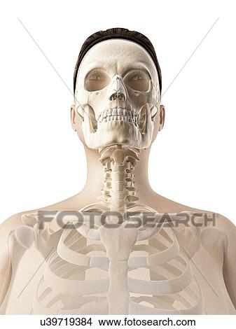 "Human skull anatomy, Illustration" View Large Illustration Stock Illustration - "Human skull anatomy, Illustration". Fotosearch