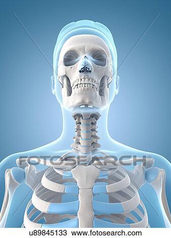 Drawing - "Human skull and neck, Illustration". Fotosearch