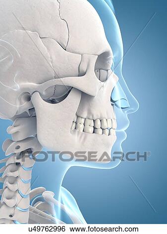 Stock Illustration - "Human skull and neck, Illustration". Fotosearch
