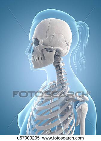 "Human skull and neck, Illustration" View Large Illustration Stock Illustration - "Human skull and neck, Illustration". Fotosearch