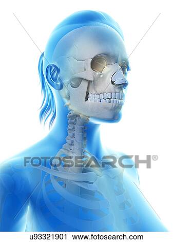 "Human skull, Illustration" View Large Illustration Clip Art - "Human skull, Illustration". Fotosearch