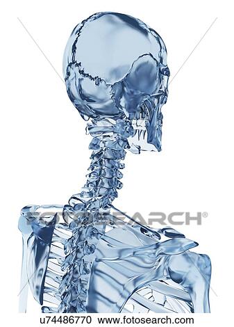 Clipart - "Human skull, Illustration". Fotosearch