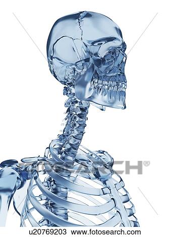 "Human skull, Illustration" View Large Illustration Drawing - "Human skull, Illustration". Fotosearch