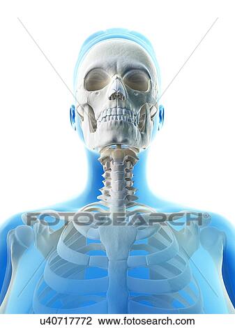 Drawing - "Human skull, Illustration". Fotosearch