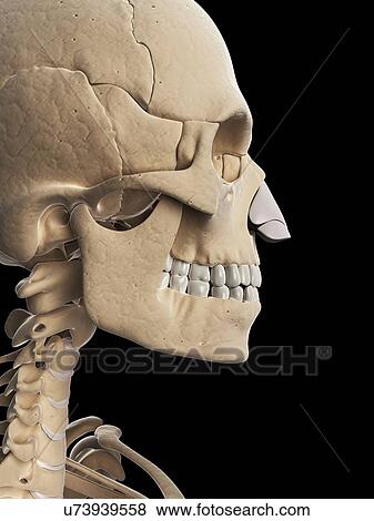 Stock Illustration - "Human skull, Illustration". Fotosearch