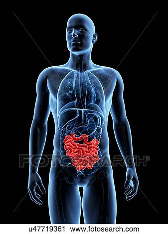 Clip Art - "Human small intestine, Illustration". Fotosearch
