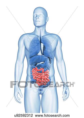 Drawing - "Human small intestine, Illustration". Fotosearch