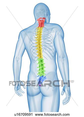 Clip Art - "Human spine, Illustration". Fotosearch