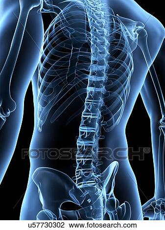 "Human spine, Illustration" View Large Illustration Drawing - "Human spine, Illustration". Fotosearch
