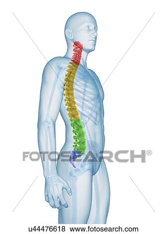 "Human spine, Illustration" View Large Illustration Stock Illustration - "Human spine, Illustration". Fotosearch