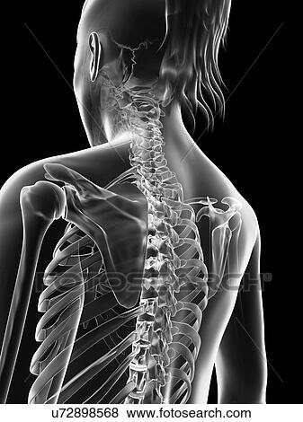 "Human spine, Illustration" View Large Illustration Stock Illustration - "Human spine, Illustration". Fotosearch