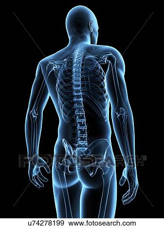 "Human spine, Illustration" View Large Illustration Stock Illustration - "Human spine, Illustration". Fotosearch