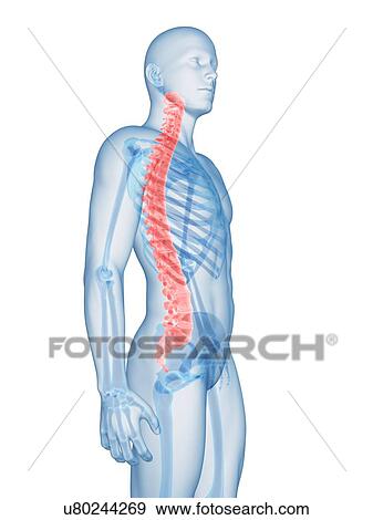 "Human spine, Illustration" View Large Illustration Stock Illustration - "Human spine, Illustration". Fotosearch
