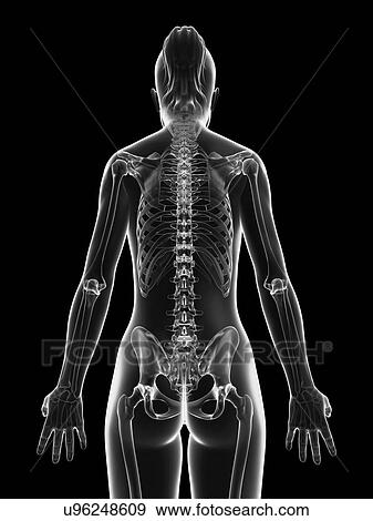 "Human spine, Illustration" View Large Illustration Stock Illustration - "Human spine, Illustration". Fotosearch