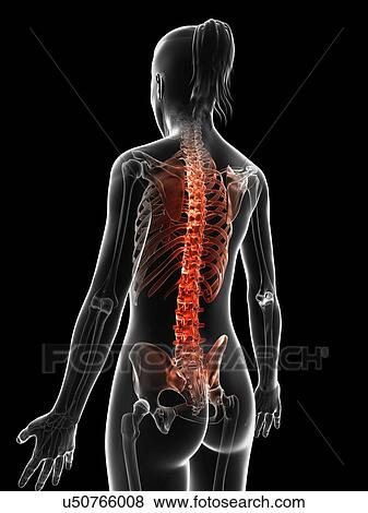 "Human spine pain, Illustration" View Large Illustration Stock Illustration - "Human spine pain, Illustration". Fotosearch