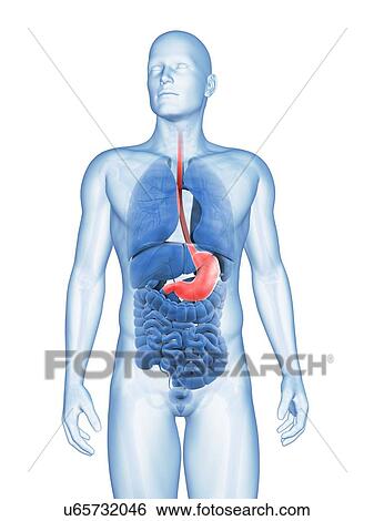 "Human stomach, Illustration" View Large Illustration Stock Illustration - "Human stomach, Illustration". Fotosearch